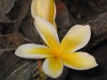 Plumeria in the front yard